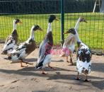 Broedeieren indische loopeenden, Dieren en Toebehoren, Pluimvee, Eend