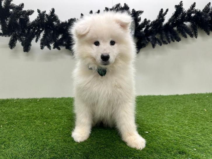 Samojeed pups, Dieren en Toebehoren, Honden | Poolhonden, Keeshonden en Oertypen, Reu, Keeshond, Fokker | Professioneel, Meerdere