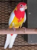 Rosella's, Dieren en Toebehoren, Geringd
