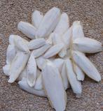 Sepia kalk voor vogels.  Terug voorraad, Dieren en Toebehoren, Ophalen of Verzenden