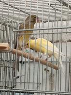 Canaris hoso japs 2025