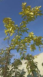 Morus alba fruitless, Tuin en Terras, Ophalen, In pot