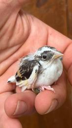 Je cherche un couple de chardonneret de mutation 2025., Animaux & Accessoires