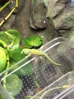 Phelsuma kochi, Dieren en Toebehoren, Reptielen en Amfibieën, 0 tot 2 jaar