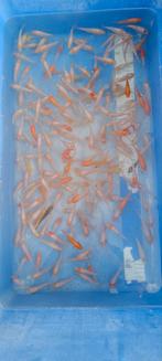 Nakweek van echte Japanse koi's 4-8cm, Dieren en Toebehoren, Karper of Koi