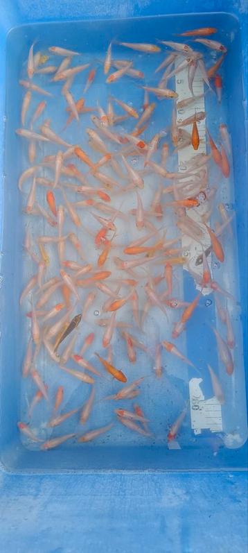 Nakweek van echte Japanse koi's 4-8cm beschikbaar voor biedingen