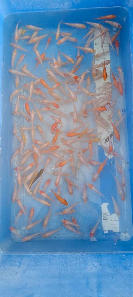 Nakweek van echte Japanse koi's 4-8cm, Dieren en Toebehoren, Vissen | Vijvervissen, Karper of Koi