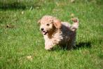 Dwergpoedel pup te koop (reutje), Dieren en Toebehoren, Honden | Chihuahua's en Gezelschapshonden, Poedel, 15 weken tot 1 jaar