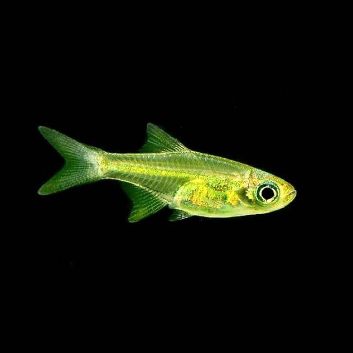 Hobbyaquarium Microdevario Kubotai / groene rasbora, Dieren en Toebehoren, Vissen | Aquariumvissen, Zoetwatervis, Vis, Schoolvis