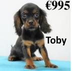 Toby, adorable petit mâle Cavalier King Charles à vendre, 15 semaines à 1 an, Chien (mâle), Parvovirose, Autres races