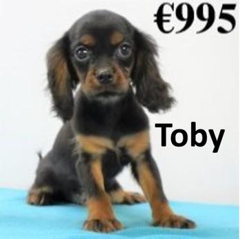 Toby, adorable petit mâle Cavalier King Charles à vendre disponible aux enchères