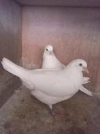 Keulse tuimelaars, Geslacht onbekend, Tuimelaar of Roller