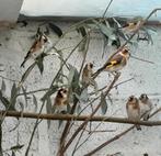 Bloemputters, Dieren en Toebehoren, Geringd