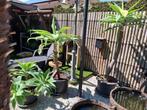 Prachtige agave attenuata binnen en buiten Vanaf de lente bu, Ophalen, Lente