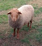 Mooie Ardense voskop dekram ingeschreven in stamboek Sle, Mâle, Mouton, 0 à 2 ans