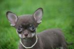 Chihuahua pups, Dieren en Toebehoren, 8 tot 15 weken, Buitenland, Meerdere, Meerdere dieren