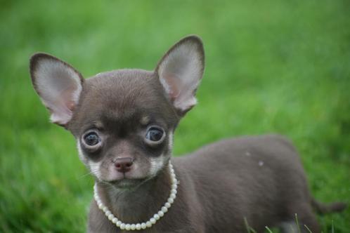 Chihuahua pups, Dieren en Toebehoren, Honden | Chihuahua's en Gezelschapshonden, Meerdere dieren, Chihuahua, Fokker | Professioneel