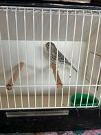 Canaris, Dieren en Toebehoren, Vogels | Kanaries, Vrouwelijk