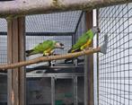 Bonte boer - senegal papegaai - poppen, Dieren en Toebehoren, Vogels | Parkieten en Papegaaien, Vrouwelijk, Papegaai, Geringd