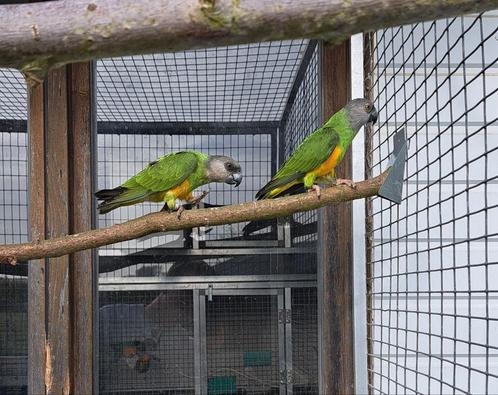 Bonte boer - senegal papegaai - poppen, Dieren en Toebehoren, Vogels | Parkieten en Papegaaien, Papegaai, Vrouwelijk, Geringd