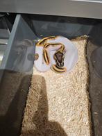 Python Regius, Slang, Tam, 0 tot 2 jaar