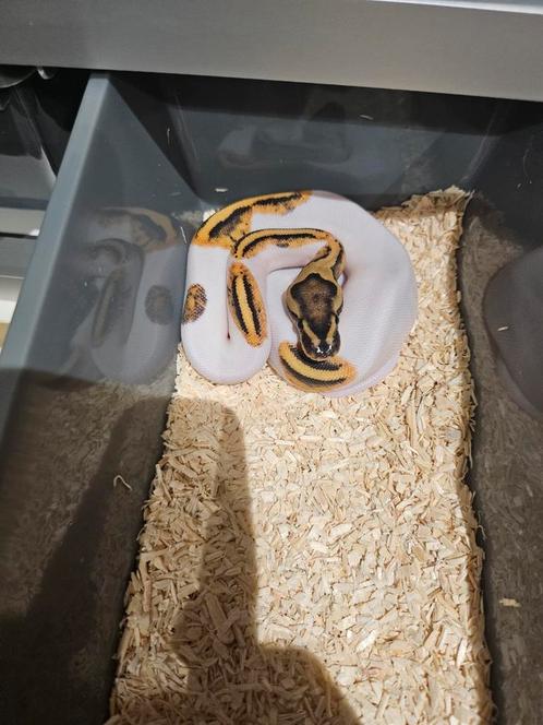 Python Regius, Dieren en Toebehoren, Reptielen en Amfibieën, Slang, 0 tot 2 jaar, Tam
