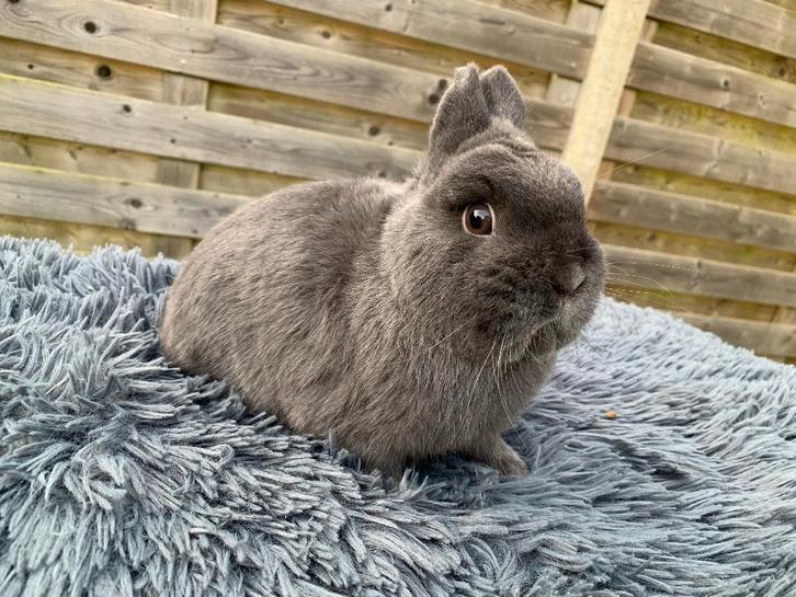 Kleurdwerg blauwe ram, Dieren en Toebehoren, Konijnen, Dwerg, Mannelijk