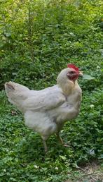 Goede legger, Dieren en Toebehoren, Pluimvee, Vrouwelijk, Kip