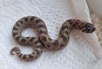 0.1 sable (arctic) conda het sunburst haakneus, Dieren en Toebehoren, Reptielen en Amfibieën