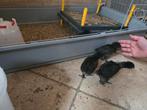 Ayams haantjes te koop, Dieren en Toebehoren