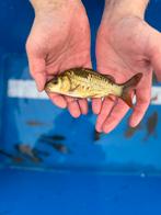 Kleine spiegelkarpers ( 2 euro )