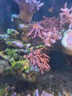 Rode anemoon, Dieren en Toebehoren