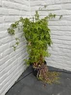 Jasmijn met pot en hangende vetplant, Ophalen