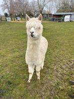 prachtige jonge alpaca (dek)hengst van 2 jaar kleur wit, Mannelijk
