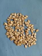 15 pitten van butternut, Tuin en Terras, Ophalen of Verzenden