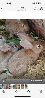 Te koop 6 vlaamse reuzen, Dieren en Toebehoren, Konijnen