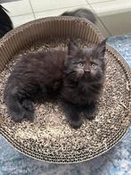 Maine Coon kittens!!!, Poes, Gechipt, 0 tot 2 jaar