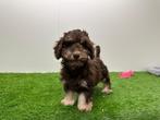 Havanezer pups, België, Overige rassen, 8 tot 15 weken, CDV (hondenziekte)