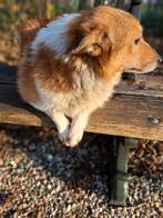 Foks, Dieren en Toebehoren, Honden | Niet-rashonden, CDV (hondenziekte), Middel, België, 1 tot 2 jaar