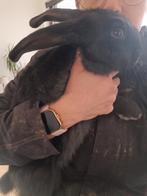 Vlaamse reus, Dieren en Toebehoren, Konijnen, Mannelijk, Groot, 0 tot 2 jaar