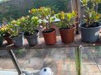 Vetplant  - Jadeboom, Halfschaduw, Vaste plant, Overige soorten, Ophalen
