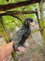 Mechelse koekoek hen, Dieren en Toebehoren