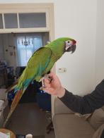 Jonge tamme Buffon aras met DNA en getest op alle ziektes, Dieren en Toebehoren, Vogels | Parkieten en Papegaaien, Meerdere dieren