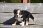 Zwart tricolor Border Collie pupje, Dieren en Toebehoren, Honden | Herdershonden en Veedrijvers, België, Reu, CDV (hondenziekte)