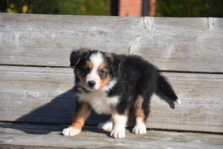 Zwart tricolor Border Collie pupje, Dieren en Toebehoren, Honden | Herdershonden en Veedrijvers, Reu, Collie, Fokker | Professioneel