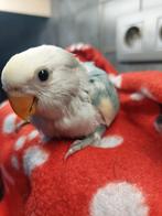 Agapornis roseicollie baby handtam, Animaux & Accessoires