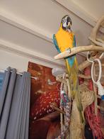 Tamme blauw gele ara te koop, Dieren en Toebehoren, Mannelijk, Papegaai, Pratend