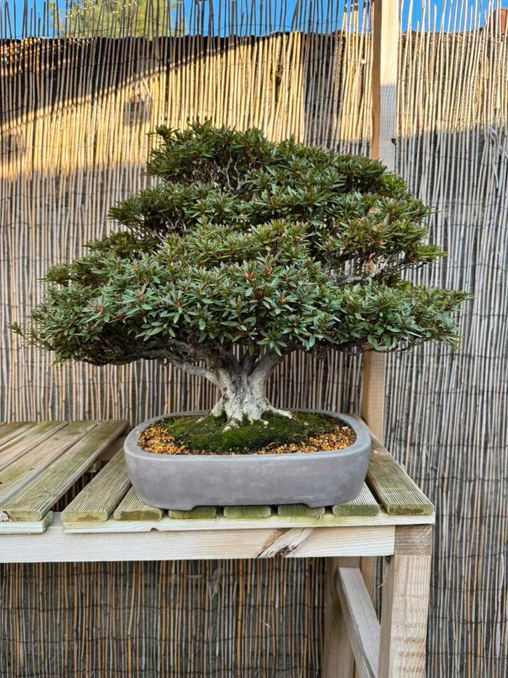 Zeer oude Azalea Kinsai bonsai ~ 60 jaar, Tuin en Terras, Planten | Bomen, Overige soorten, Minder dan 100 cm, Halfschaduw, Lente