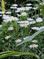 Boeremargrieten potjes vanaf 1 euro, Jardin & Terrasse, Plantes | Jardin, Autres espèces, Plein soleil, Été, Enlèvement