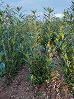 Prunus Laurocerasus 'Caucasica', Jardin & Terrasse, Enlèvement